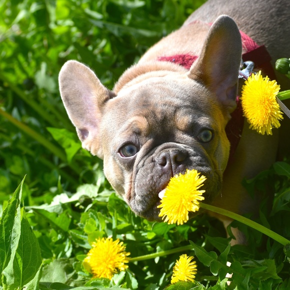 Meet your Posher, Mandy - Picture 1 of 1